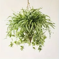 Bilde av 1 stk 60 cm store kunstige hengende planter, falske edderkoppplanter for hjemmeinnredning, falske grøntområder for hjemmehagekontor bryllupsdekorasjon