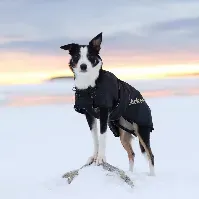Bilde av Back On Track Hundedekken Standard (55 cm) Hund - Hundeklær - Hundedekken