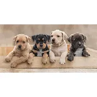 Bilde av Badehåndkle - Hunder valper - 70x140cm – Lekker og myk kvalitet Håndklær