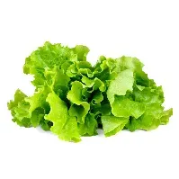 Bilde av Click and Grow - Smart Garden Refill 3-pack - Green Lettuce (SGR32X3) - Hjemme og kjøkken