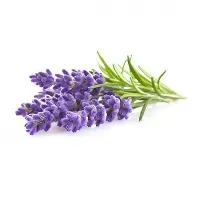 Bilde av Click and Grow - Smart Garden Refill 3-pack - Lavender (SGR30X3) - Hjemme og kjøkken
