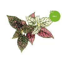 Bilde av Click and Grow - Smart Garden Refill 3-pack - Polka Dot Plant (SGR48X3) - Hjemme og kjøkken