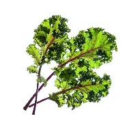 Bilde av Click and Grow - Smart Garden Refill 3-pack - Red Kale (SGR47X3) - Hjemme og kjøkken