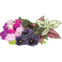 Bilde av Click and Grow Smart Garden Refill 9-pack Vibrant Flower Mix Backuptype - El