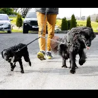 Bilde av Dobbel kobbel feste til 2 hunder 50cm - Svart Hundebånd