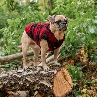 Bilde av FuzzYard The Lumberjack Hundejakke Svart/Rød (4) Hund - Hundeklær - Hundedekken