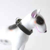 Bilde av Halsbånd hund | Polstret Hundehalsband | Svart/grønn Hundehalsbånd