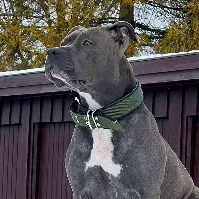 Bilde av Halsbånd hund | Polstret Hundehalsband | grønn/svart Hundehalsbånd