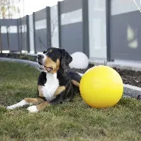 Bilde av Kerbl Ball til Hund Hard Plast 30 cm Hund - Hundeleker - Ball til hund