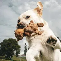 Bilde av Kosebamse hundeleke med pip -21cm Hundeleker