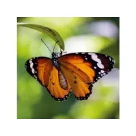 Bilde av Museums & Galleries Karnet kwadrat z kopertą Tiger Butterfly Barn & Bolig - Dekorasjon - Gaveartikler