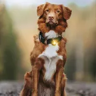 Bilde av Orbiloc sikkerhetslys (Gul) Hund - Hundeutstyr - Hundelys