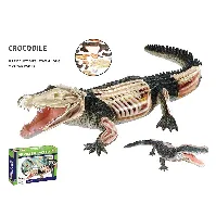 Bilde av Robetoy - Animal Anatomy - Crocodile (24 cm) (26074) - Leker