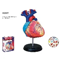 Bilde av Robetoy - Human Anatomy - Heart (10 cm) (26052) - Leker