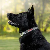 Bilde av Siccaro - Sealines Dog Collar Silver M - (S6011) - Kjæledyr og utstyr