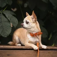 Bilde av Tyylivoitto Classy Hundehalsbånd Liten Modell Mørk Oransje (XS) Hund - Hundeutstyr - Hundehalsbånd