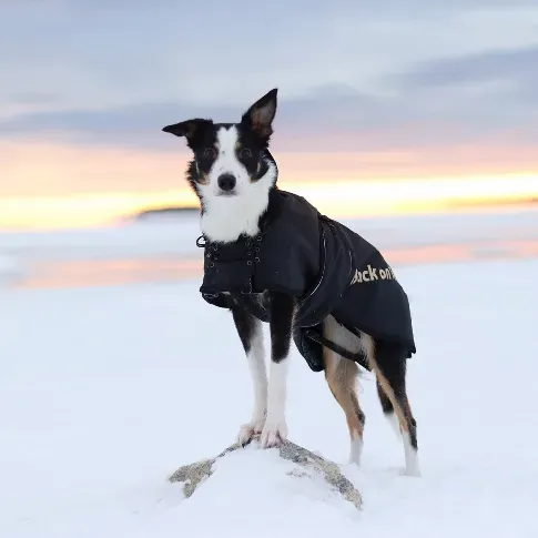 Bilde av best pris Back On Track Hundedekken Standard (86 cm) Hund - Hundeklær - Hundedekken