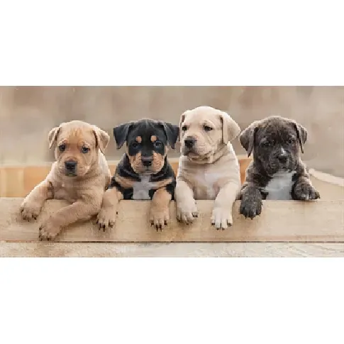 Bilde av best pris Badehåndkle - Hunder valper - 70x140cm – Lekker og myk kvalitet Håndklær