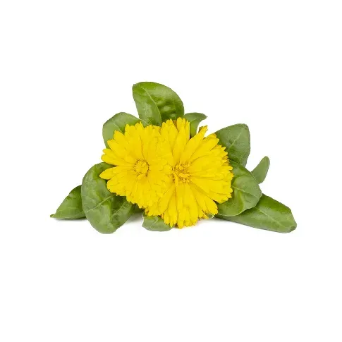Bilde av best pris Click and Grow - Smart Garden Refill 3-pack - Calendula (SGR88X3) - Hjemme og kjøkken