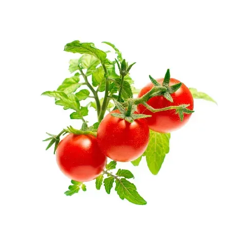 Bilde av best pris Click and Grow - Smart Garden Refill 3-pack - Mini Tomato (SGR5X3) - Hjemme og kjøkken