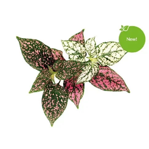 Bilde av best pris Click and Grow - Smart Garden Refill 3-pack - Polka Dot Plant (SGR48X3) - Hjemme og kjøkken