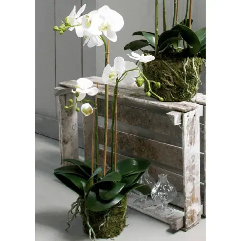 Bilde av best pris Emerald Kunstig phalaenopsis orkidé 70 cm hvit - Kunstig flora - Kunstig plante blomst