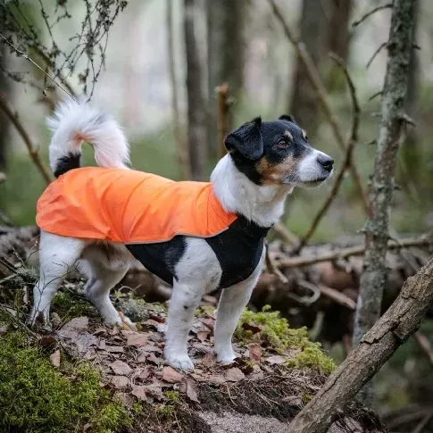 Bilde av best pris Feel Active Drammen Hundegenser Oransje (25 cm) Hund - Hundeklær - Hundegensere