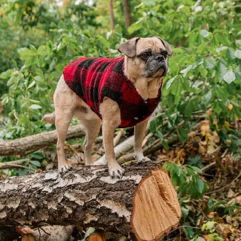 Bilde av best pris FuzzYard The Lumberjack Hundejakke Svart/Rød (5) Hund - Hundeklær - Hundedekken