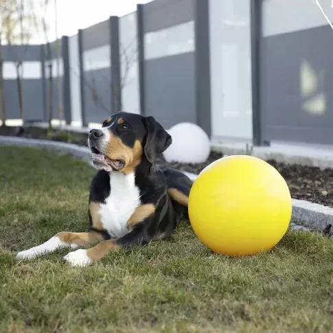 Bilde av best pris Kerbl Ball til Hund Hard Plast 30 cm Hund - Hundeleker - Ball til hund