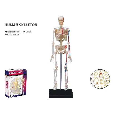 Bilde av best pris Robetoy - Human Anatomy - Skeleton (19 cm) (26059) - Leker