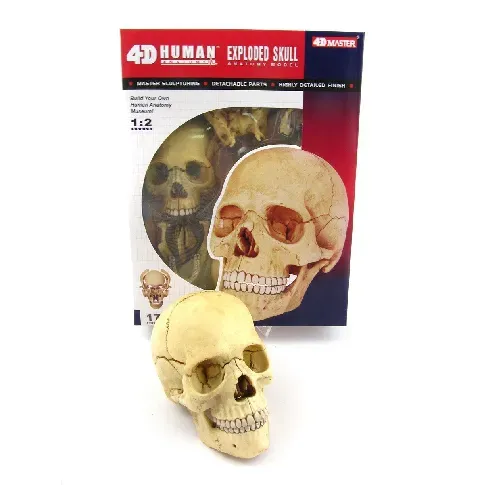 Bilde av best pris Robetoy - Human Anatomy - Skull (16 cm) (26060) - Leker