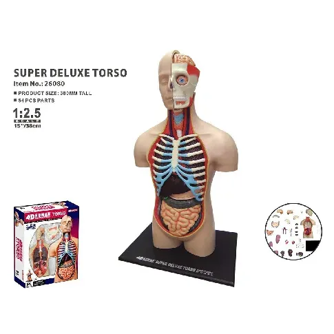 Bilde av best pris Robetoy - Human Anatomy - Torso Duluxe (40 cm) (26062) - Leker