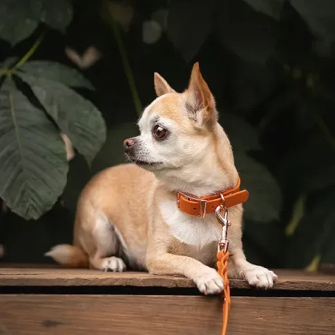 Bilde av best pris Tyylivoitto Classy Hundehalsbånd Liten Modell Mørk Oransje (XS) Hund - Hundeutstyr - Hundehalsbånd